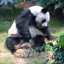 おじいちゃんパンダのアンアン