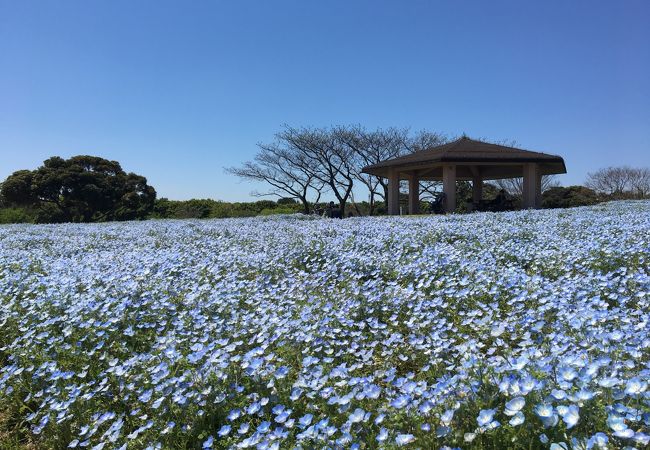海の中道海浜公園 芝生のエリア クチコミ アクセス 営業時間 博多 フォートラベル 海の中道海浜公園 芝生のエリア クチコミ アクセス 営業時間 博多 フォートラベル