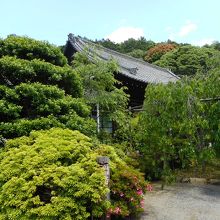 春ならきれいな枝垂桜