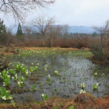 ミズバショウの群落というにはちょっと寂しい