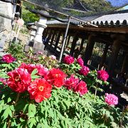 長谷寺 ぼたんまつり クチコミ アクセス 営業時間 桜井 三輪 山の辺の道 フォートラベル 長谷寺 ぼたんまつり クチコミ アクセス 営業時間 桜井 三輪 山の辺の道 フォートラベル