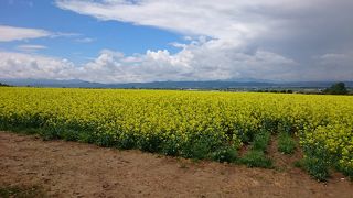 丘一面に黄色い菜の花畑見応え有ります