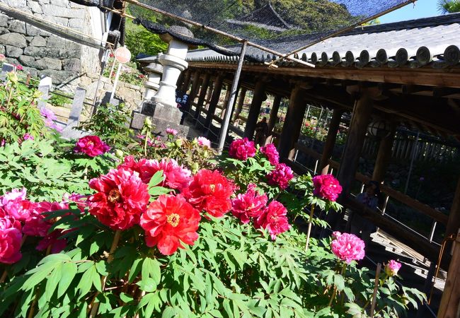 長谷寺 ぼたんまつり クチコミ アクセス 営業時間 桜井 三輪 山の辺の道 フォートラベル