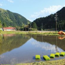 モネの池の周辺はこんなとこです。