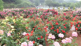 雨に濡れたバラ・・・輝いていました