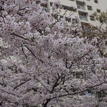 土佐公園にて。