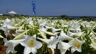 GWの伊江島、ユリが満開でした