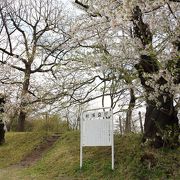 大館桜まつりの会場