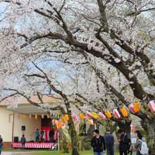 桜まつりの様子