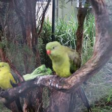 アデレード動物園