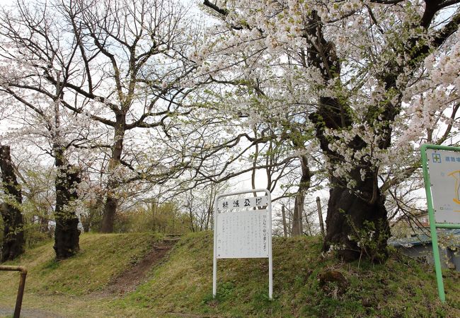 大館桜まつりの会場