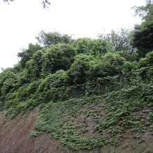 神奈川図書館から公園を見上げると、緑しか見えない
