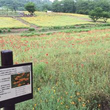 旧新井家住宅横のハナビシソウ園です。