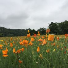 旧新井家住宅横のハナビシソウ園です。