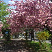 まさに百花繚乱！春のサイクリングロード