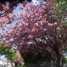 八重桜はボリュームがあるので特に見応えがありますね！