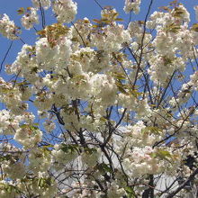 白い桜の様子