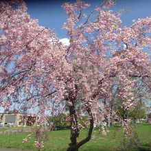 北海道ではあまり見かけない枝垂桜も！