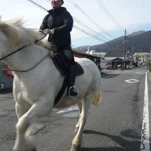 辻馬車用と思われる馬が練習に(?)走ってました。