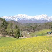 青空と残雪の北アルプスと菜の花と