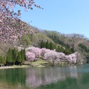 湖畔に映り込む桜が有名のようです。