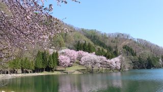 湖畔に映り込む桜が有名のようです。