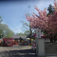 桜と出店、春の新琴似神社らしい風景です
