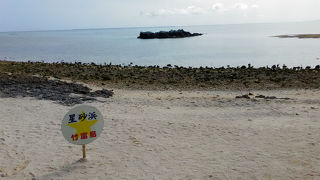 生物の死骸です