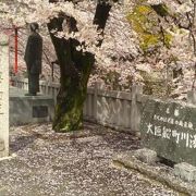 今年の桜は少し遅めです