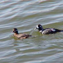 シノリガモ♂♀