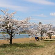 湖畔に桜の木も