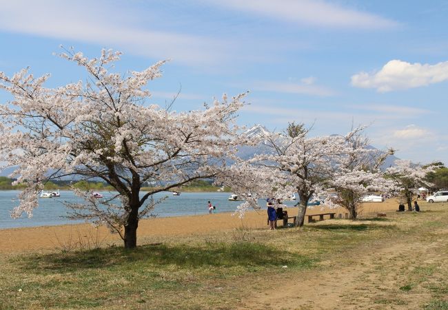 湖畔に桜の木も