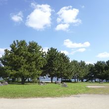 木々も植えられている。