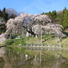 中島の地蔵桜