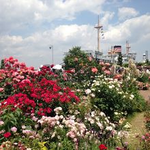 バラの向こうに見える氷川丸