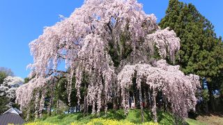 三春の滝桜に匹敵するほどの美しさでした。