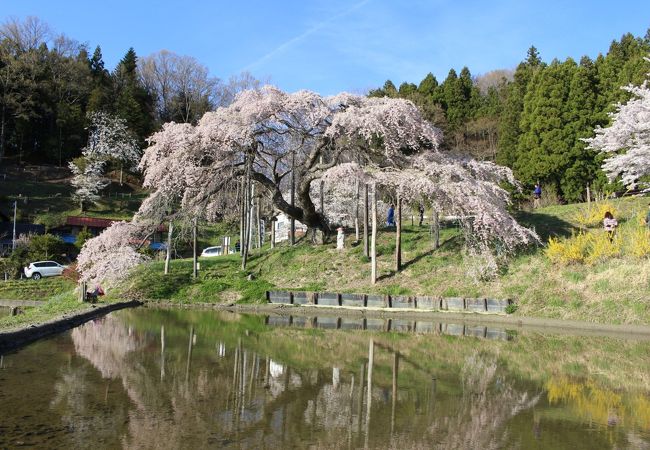 桜が水田に映り込み、安達太良山も見え、ライトアップも美しい