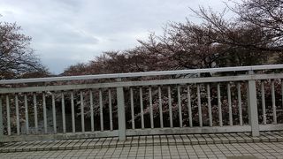 さくらウォーク