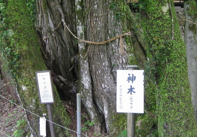 出灰素盞鳴神社のカツラ