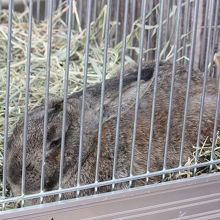 世界最大級の飼ウサギ「フレミッシュジャイアント」