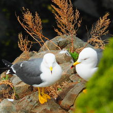 崖に住む海鳥のカップル
