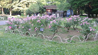 薔薇の花がとてもきれいでした。