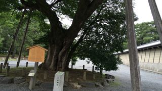 通りの真ん中にある大木