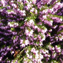 温室庭園で見た花