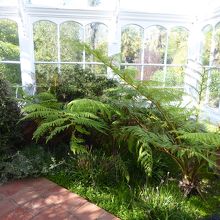 温室内で育つシダ類植物