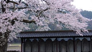 桜が綺麗な寺院跡