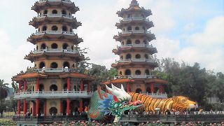 蓮は岸辺一面に咲き誇っていました！