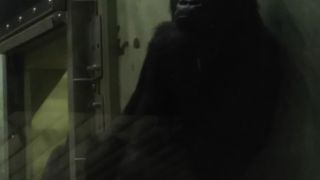 シャバーニ会えませんでした