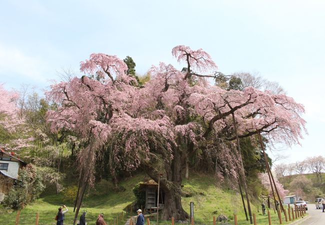 紅枝垂地蔵ザクラ クチコミ アクセス 営業時間 田村 船引 フォートラベル 紅枝垂地蔵ザクラ クチコミ アクセス 営業時間 田村 船引 フォートラベル
