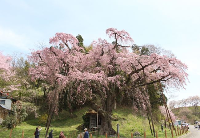 紅枝垂地蔵ザクラ